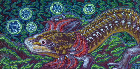 Barton Springs Salamander, art - Michael Garfield Visionary Art (michaelgarfieldart.com)
